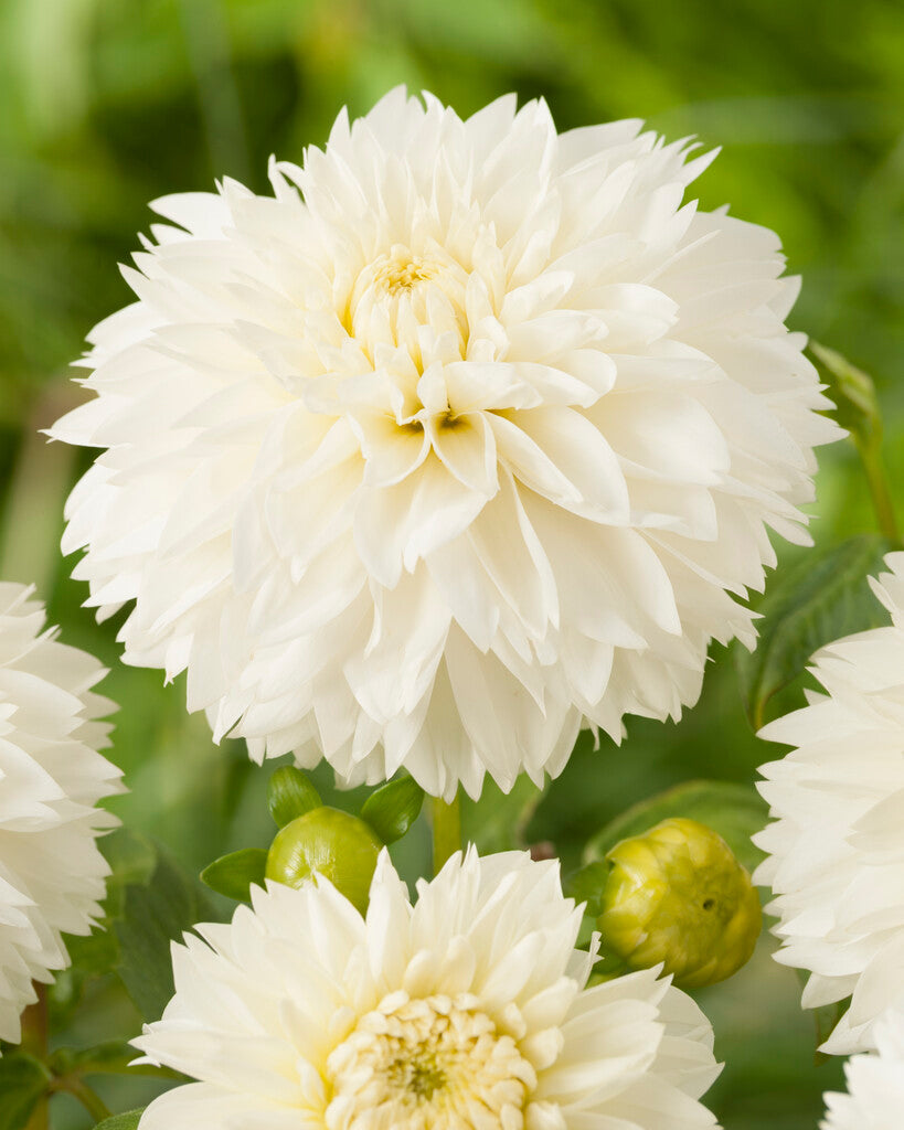 Dahlia Fubuki Myama 1-pakning